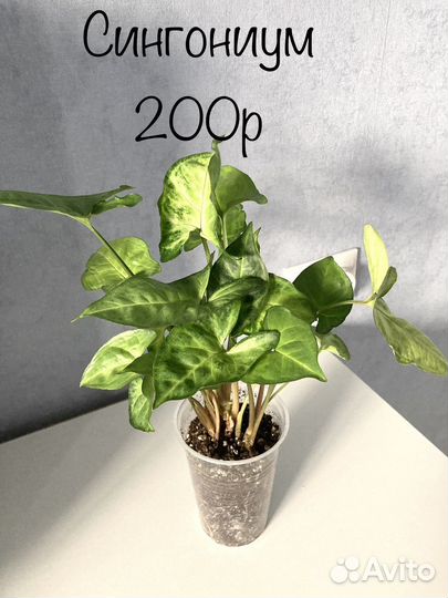 Сансевиерия аглаонема каладиум диффенбахия