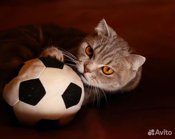 Шотландская Киса с сердцем на боку в добрые руки