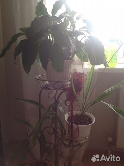 Продам домашние цветы