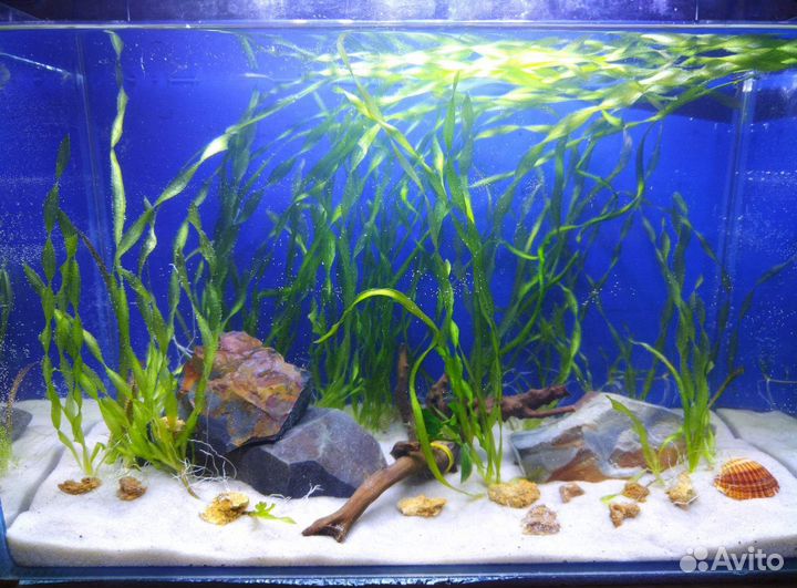 Аквариум с рыбками