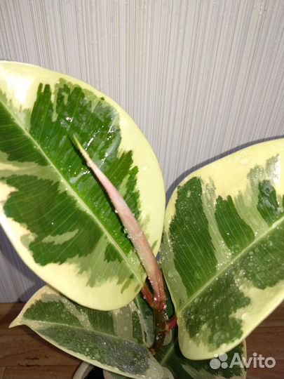 Фикус Тинеке