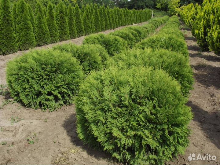 Продаем саженцы шаровидной Туи Литл Чемпион