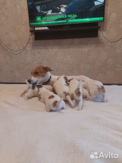 Щенки джек Рассел терьер