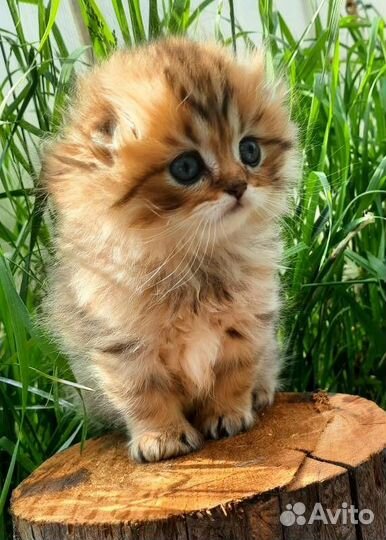 Вислоухие и прямоухие шотландские котята