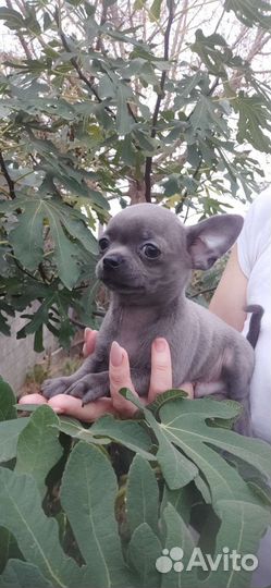 Щенки чихуахуа