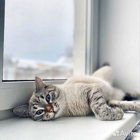 Пластиковые окна пвх/от производителя