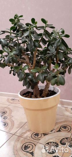 Крассула толстянка (денежное дерево)