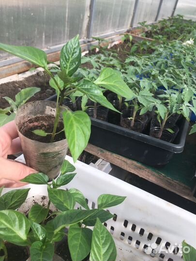 Рассада перец, огурцы, помидор