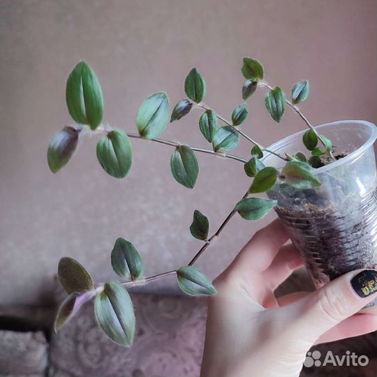 Традесканция Gibasis purple Plush