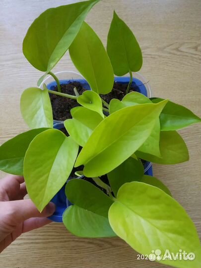 Сциндапсус (эпипремнум) Неон(голден потос)