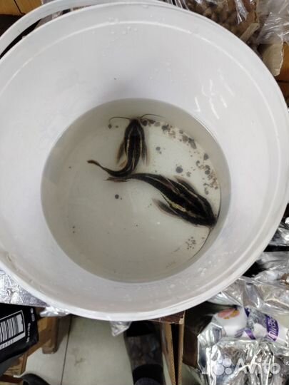 Сом платидорас