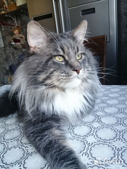 Кот мейн-кун вязка