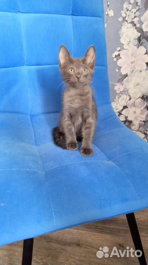 Котята ищут дом