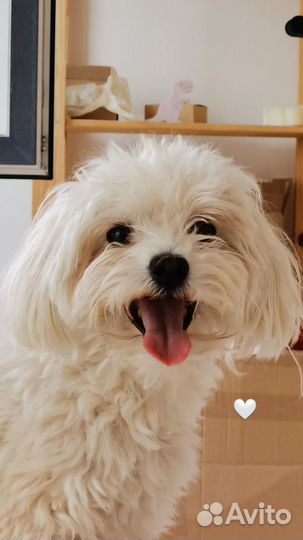 Вязка мальтезе