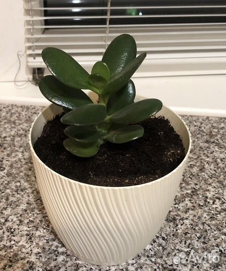 Денежное дерево на подарок