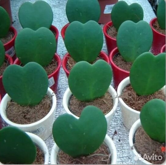 Цветок Хойя kerry