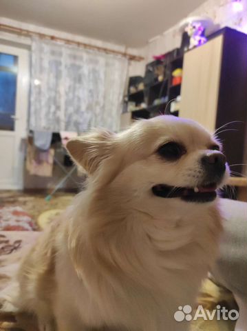 Вязка кобель чихуахуа