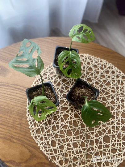 Монстера манки