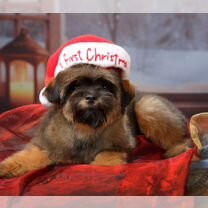 Помапу, щенок