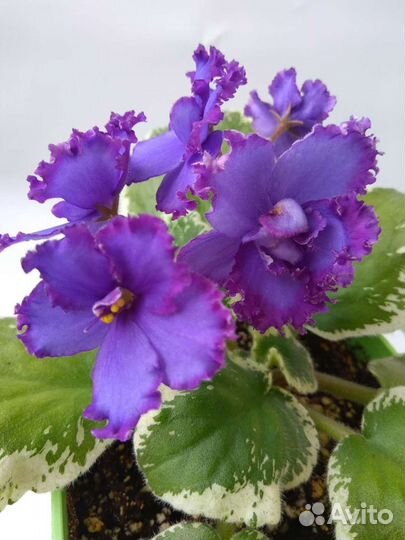 Цветущие фиалки