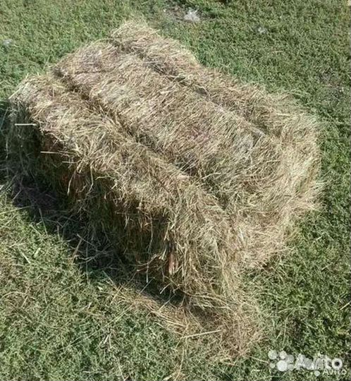 Сено в брикетах