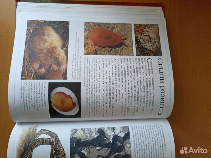 Большая энциклопедия животных