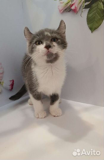 Американский керл котята