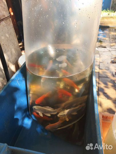 Продаётся малек Белый Амур