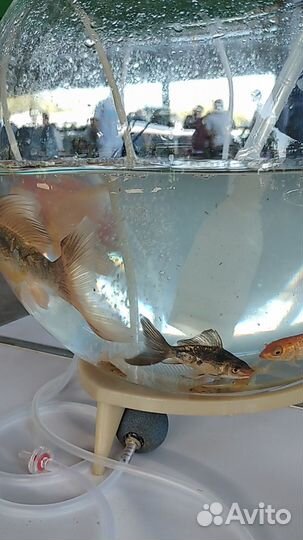 Вуалевый карп кои, карась комета