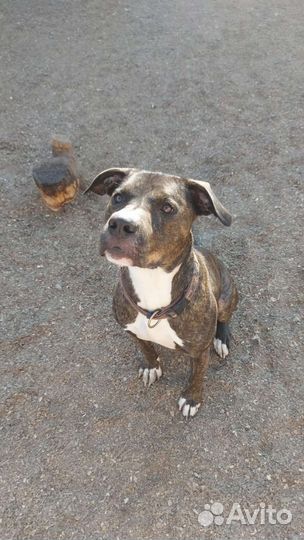 Зоогостиница для собак