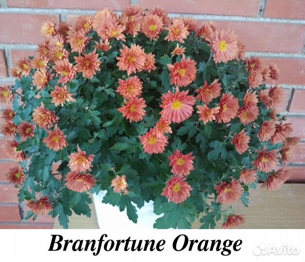 Мультифлора кусты