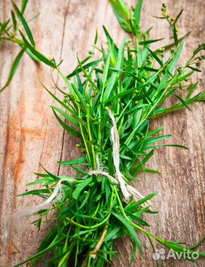 Эстрагон (тархун)