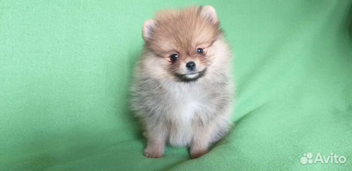 Шпицули малыши