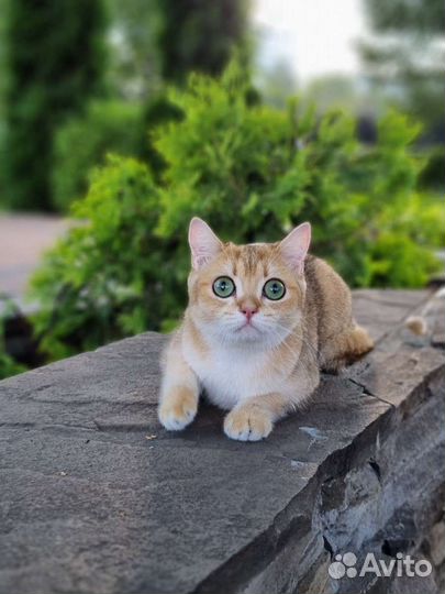 Кошка золотая шиншилла с документами