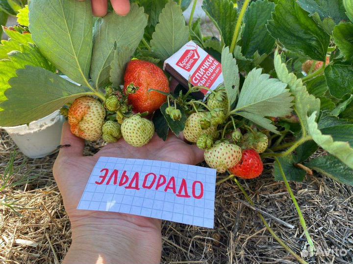 Рассада клубники
