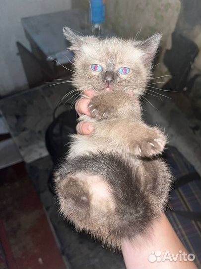 Котенок ищет дом