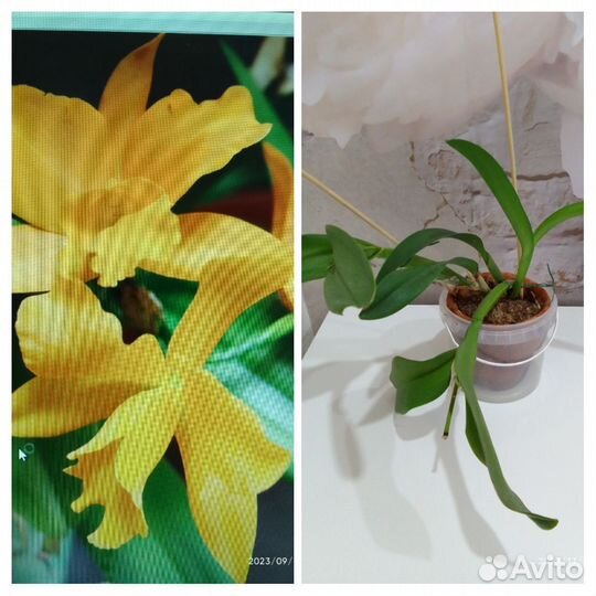 Шефлера вариегатная и другие комнатные цветы