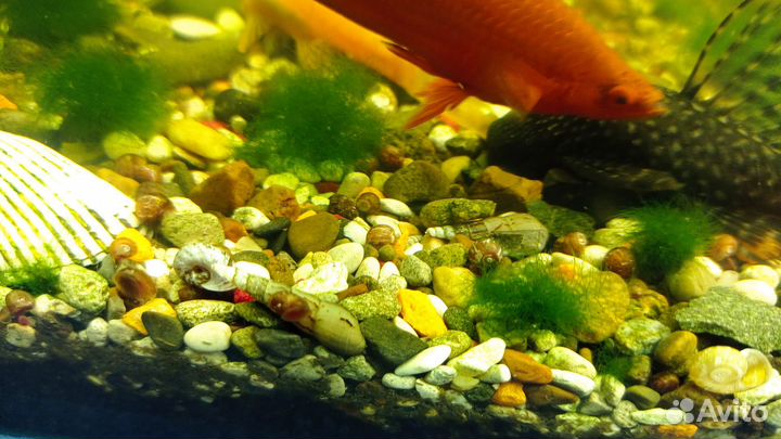 Улитки мелании