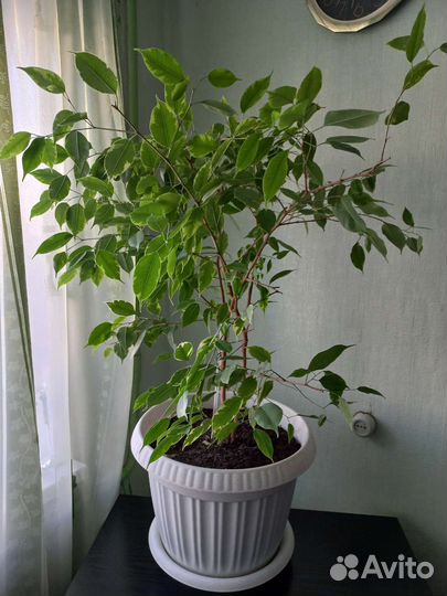 Фикус бенджамина пестролистный