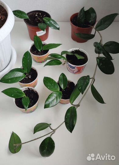 Хойя карноза