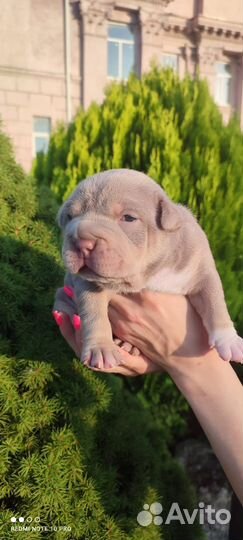 Щенки американских булли