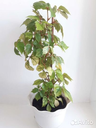 Комнатные цветы березка. Циссус