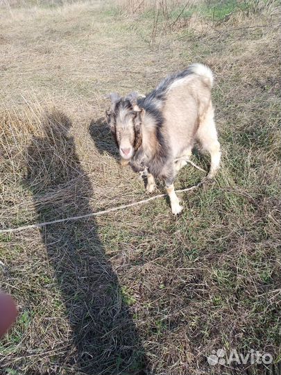 Козёл 6 месяцев