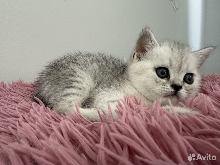 Шатланская вислоухая шиншилла