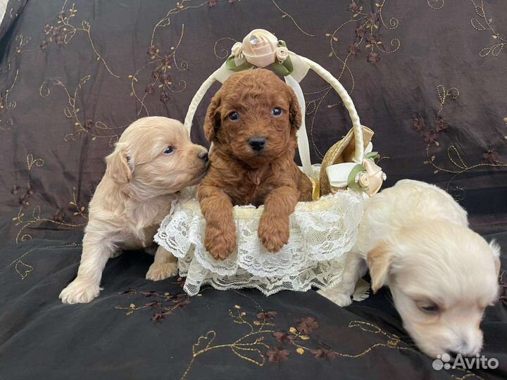 Мальтипу f1 микро мальчики