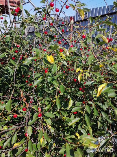 Саженцы вишни,ирги, облепихи, кр.черемухи