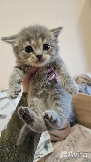 Британские котята