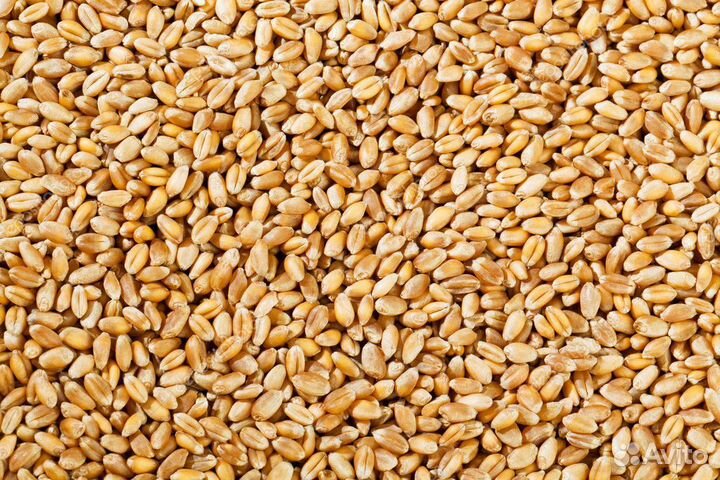 Семена льна