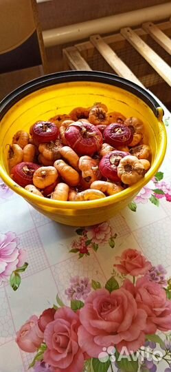 Гладиолусы