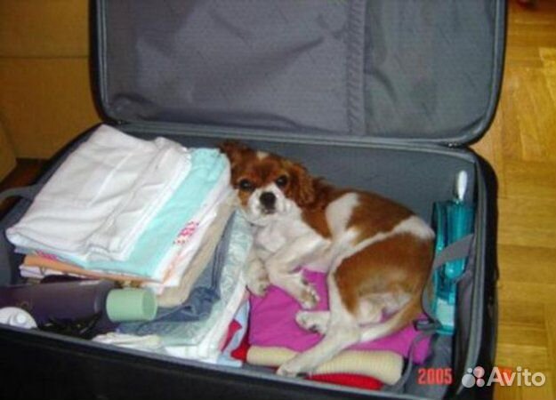 Няня для зверят (передержка). Гостиница для животн